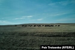 Табун лошадей в Каркаралинском районе Карагандинской области. 8 октября 2024 года.