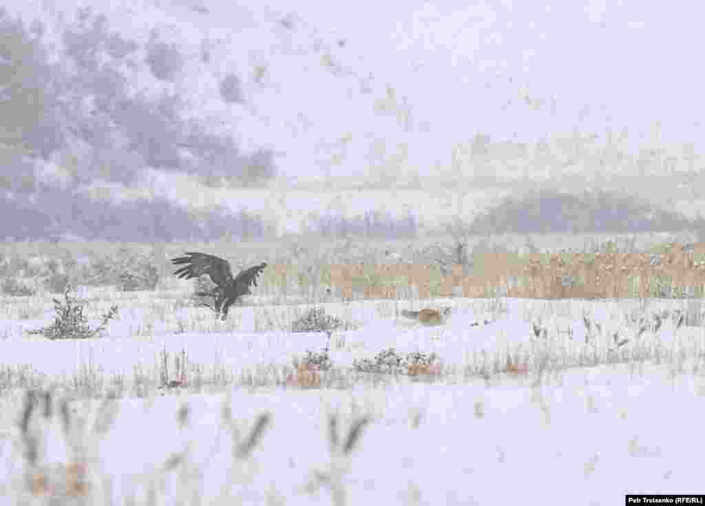 Ловът на лисици е друг етап от състезанието. Беркучите се нареждат на хълма, след което организаторите пускат лисица на няколкостотин метра. Птицата трябва да хване лисицата, а ловците да успеят да спасят животното. На снимката златен орел гони лисица.