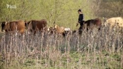 Мал ұстайтын ауыл тұрғынына жайылымның тарлығы уайым