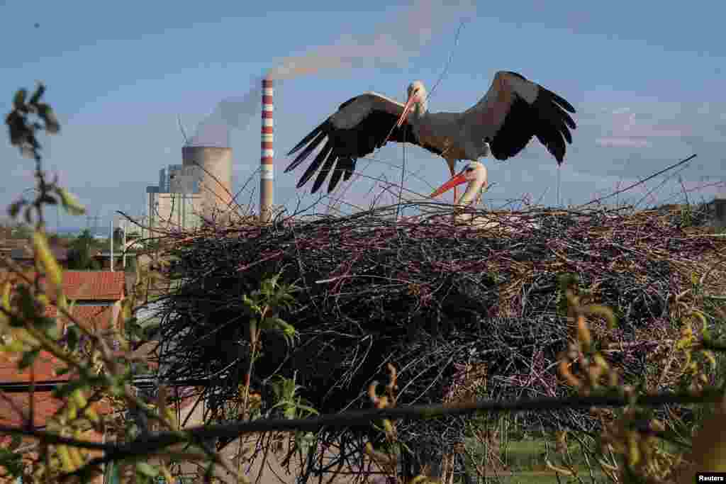 Белые аисты собираются на своем гнезде возле угольной электростанции в городе Обилич, Косово, 28 апреля 2025 года. REUTERS/Valdrin Xhemaj