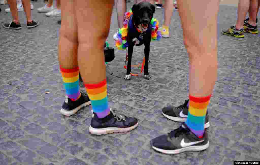 Куче со облечено во чорапи во боја на виножито покрај неговите сопственици кои присуствуваа на протест за поддршка на сексуалната и родовата слобода за време на геј парадата во Барселона, Шпанија, 26 јуни 2021 година.