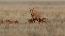 В Казахстане рассматривают возможность изъятия 20% популяции сайгаков