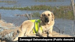 Собака по имени Пшөн, помогавшая во время наводнения. Фото предоставила владелица собаки Замзагуль Жаңабаева