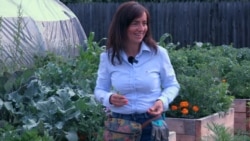 "Ezt szeretni kell": vegyszermentes hobbikert Csíkszeredában