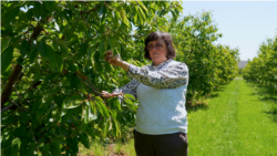 Producătorii de fructe dau alarma: „N-avem nicio cireașă. Dacă a rămas câte un măr, va merge la suc”