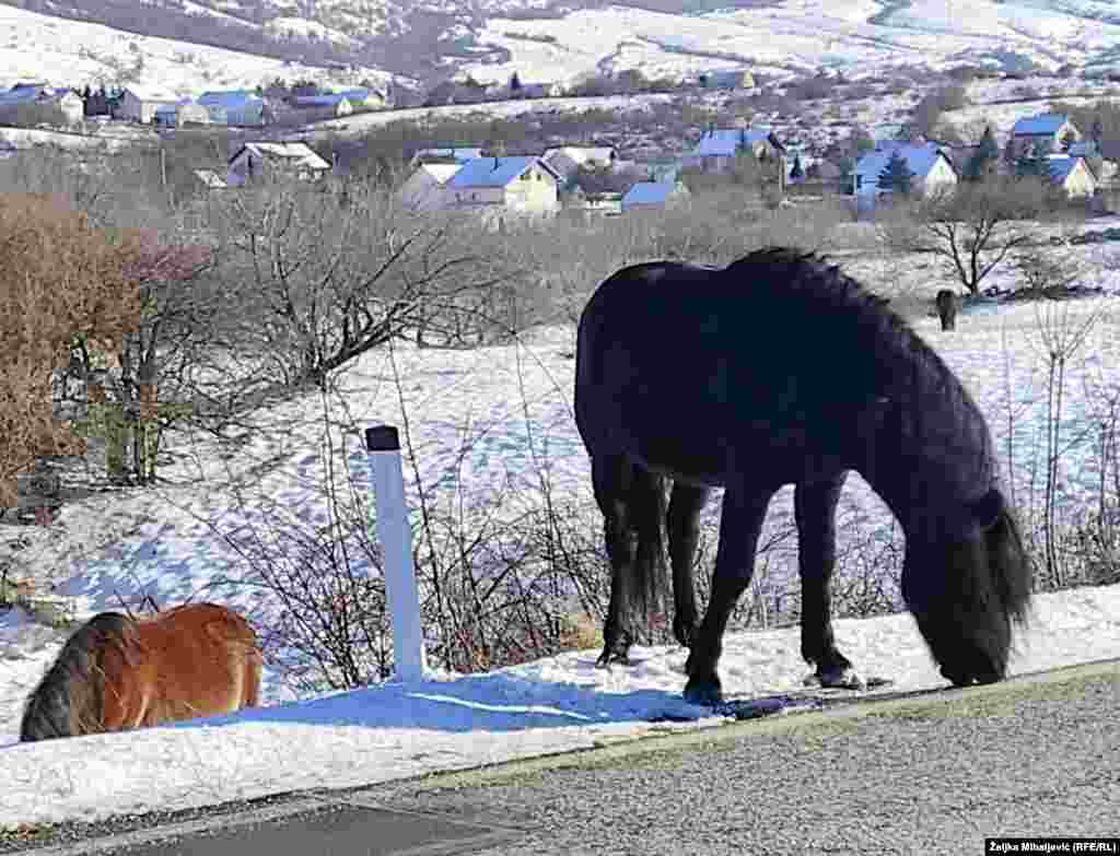 Livanjski konji najčešće borave na planini Krug.