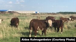 Бычки, приобретенные на государственные субсидии фермером Айдосом Кульмаганбетовым. Карагандинская область