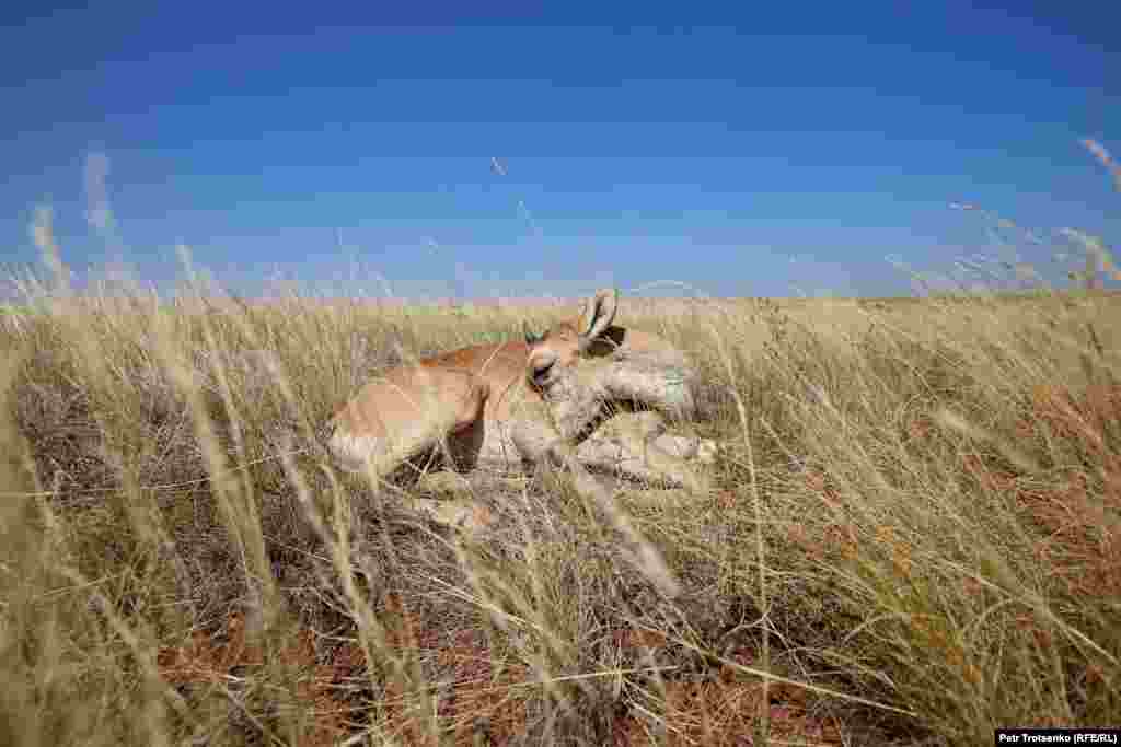 В нескольких километрах от озера Тенгиз мы нашли больного сайгачонка, который отстал от стада. На его боку зияла воспаленная рана. Мы попытались напоить его водой и привести в чувство.