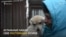 Волонтеры в Томске сдают беспризорных собак в аренду
