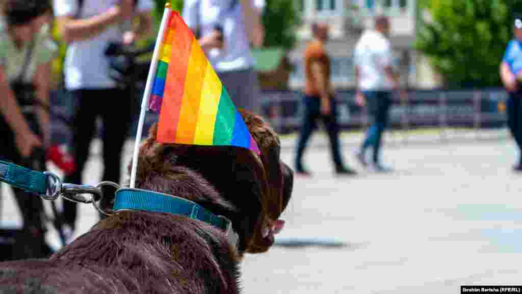 Edhe kafshët morën pjesë në paradë.