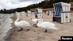 Labudovi na Wannsee lido u Berlinu, Njemačka, 25. maj, 2020. 