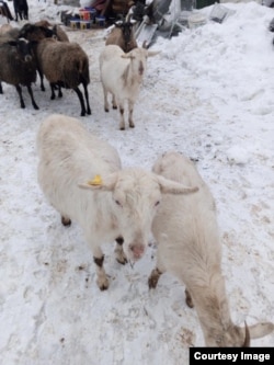 Все козы на ферме чипированы