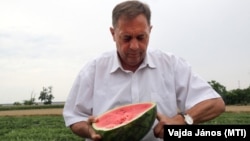 Pócs János országgyűlési képviselő, dinnyetermelő felvág egy dinnyét, 2020. július 16-án