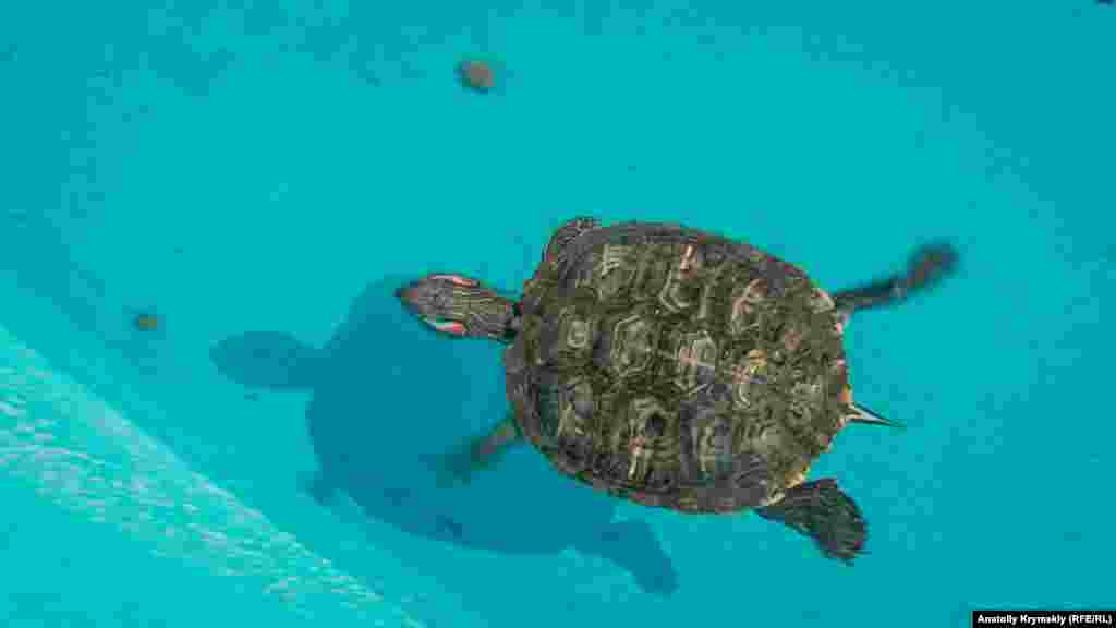 А одинокая черепаха плавала на дне одноименного фонтана