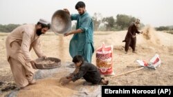 Afgani, pe un lan de grâu, la periferia orașului Herat, Afganistan, iunie 2023. 