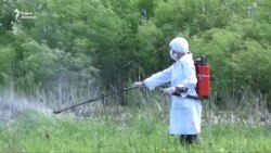 Нашествие комаров после паводков