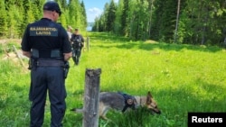 Финските граничари и нивното куче Нита патролираат на финско-руската граница, во источна Финска, на 5 јуни 2024 година.