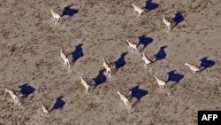 Сайгаки в степи. Алматинская область, 7 ноября 2010 года.