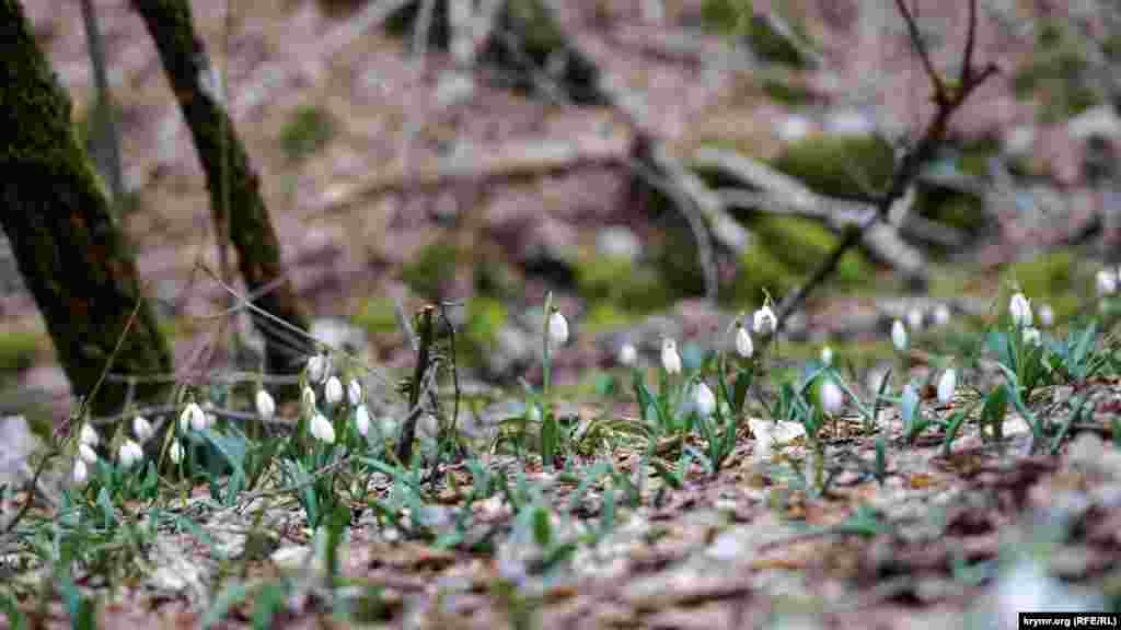 На поверхности одной из горизонтальных глыб на лестной подстилке цветут подснежники&nbsp;