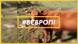 Чому уряд Словенії заборонив відстріл диких звірів? | #ВЄВРОПІ