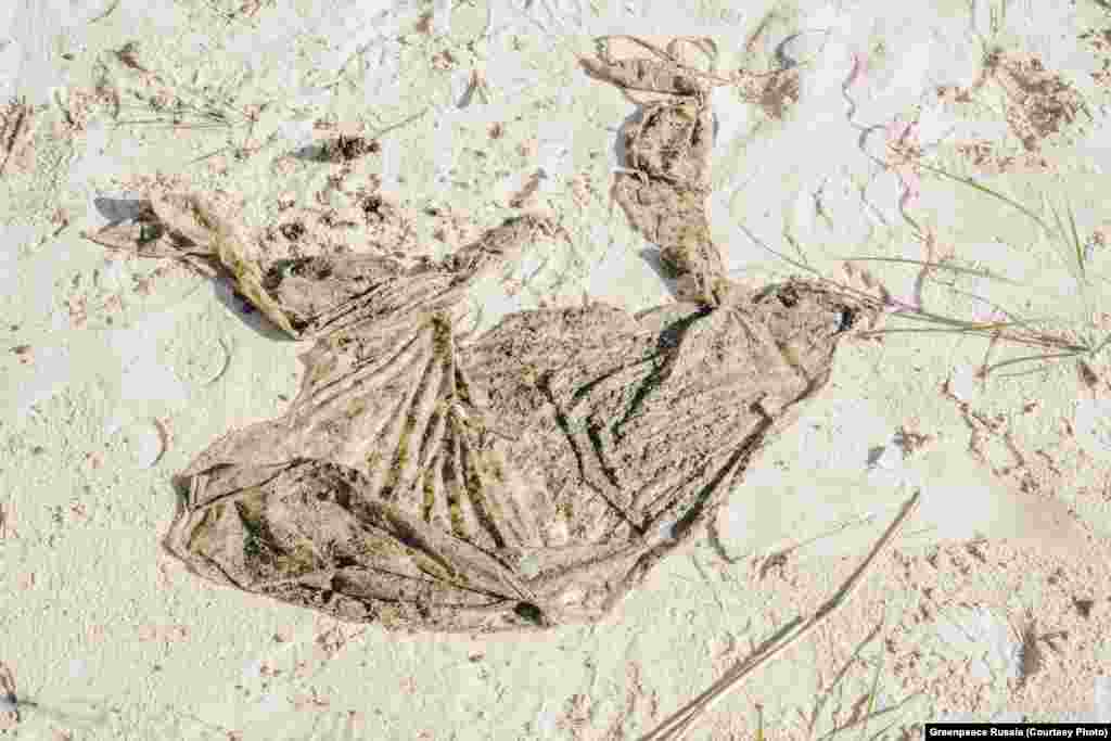 Balon na obali. Irina Kozlovskih kaže: &bdquo;Na školskim proslavama u Sankt Peterburgu ljudi puštaju balone u nebo. Rezervat i obala kasnije su zasuti njima. Ne izgaraju u stratosferi. Oni padaju, zagađujući okoliš i ponekad uzrokuju smrt životinja. &quot;