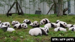 Pandabocsok a kínai Csengtu Óriáspanda Tenyésztő és Kutató Állomáson.