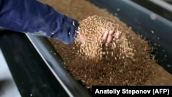 Илустрација: Пченица