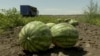 Ukraine - drones hit watermelon fields in Kherson region - screen grab