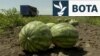 Ukraine - drones hit watermelon fields in Kherson region - screen grab