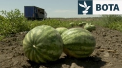 Breshëri mbi shalqinj: Fushat e Hersonit nën sulmet e dronëve rusë