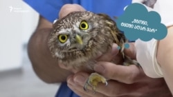 ბუ ვეტკლინიკაში