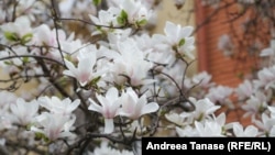 Magnolie albă, zona Aviatorilor-Dorobanți.