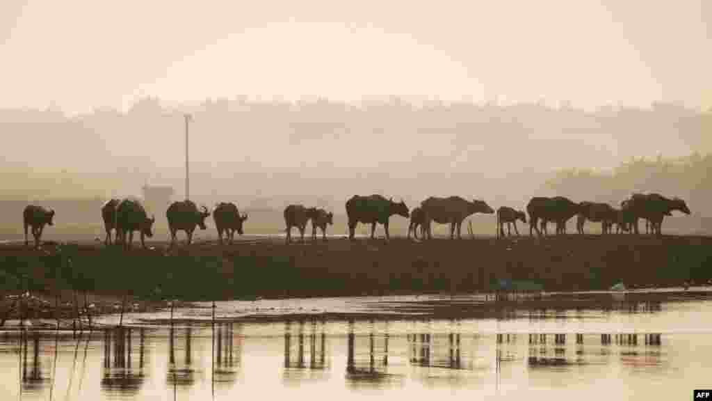 Na fotografiji: vodeni bivoli u Bangsalu, južna Sumatra, idu na ispašu prema tresetištu.Jedna kompanija za proizvodnju palminog ulja već je započela iskopavanje kanala radi isušivanja tresetišta, kako bi uspostavila plantaže, uprkos protivljenju lokalnog stanovništva.