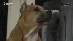 Pseći život u vreme pandemije