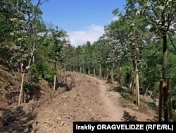 კუს ტბასთან მისასვლელი ბილიკის გამწვანება