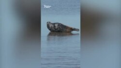 Уникални каспийски тюлени са застрашени от изчезване