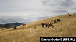 Za bolji život na selu potrebni su i bolji putevi i struja: Vule Pušica