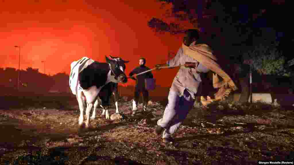 Helyiek mentik az állataikat a szigeten.