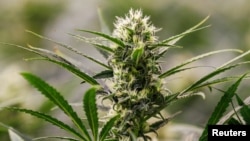 Bima kanabis sativa. 