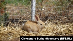 Иллюстративное фото