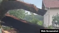 Един от изгорелите клонове на 600-годишния дъб близо до с. Насалевци, област Перник.