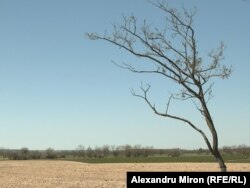 Căldura apăsătoare face ca pământul să „fiarbă” chiar de la începutul lunii mai. Comuna Mîrșani, județul Dolj.