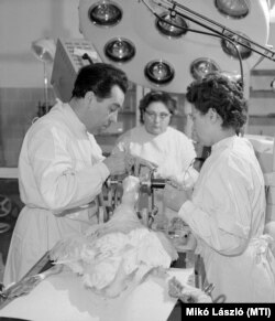 Gertner Mihály adjunktus egy liba agyát műti a Gödöllői Agrártudományi Egyetemenen, 1965. március 5-én. Az egyetemen több és jobb minőségű libamáj létrehozásával kísérleteztek A libák agyában elektromos izgatással akarták kikapcsolni a jóllakottság érzetét, ami által a liba folyamatosan evett volna, amíg ételt lát, még jobban zsírosítva így a máját.