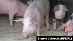 Sigurnosne mere na farmama su od ključnog značaja, zbog načina na koji se bolest širi (ilustracija)