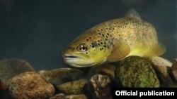 Пелистерската пастрмка е ендемична во регионот и живее во Кранска и Брајчинска Река. Tаа е загрозена според Меѓународната унија за заштита на природата. 