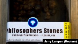 Упаковка с галлюциногенными грибами