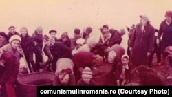 1982. Elevii Școlii 15 - București sunt duși, la începutul anului școlar, la muncile câmpului. Sursa: comunismulinromania.ro (MNIR)