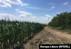 Porumbul este cel mai des cultivat pe terenurile din rezervația Delta Dunării