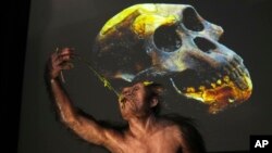 Триизмерен модел на хоминида "Луси" на 3,2 милиона години, показан по време на откриването на изложба в Националния музей в Прага, Чехия, понеделник, 25 август 2025 г.