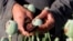 FILE: An Afghan farmer extracts raw opium from poppy plants in Helmand.